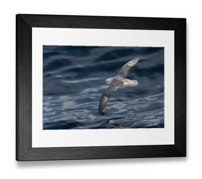 Framed Print : Northern Fulmar -Fulmaris glacialis- in flight, clouds are reflected in the sea, Greenland Framed Print : Northern Fulmar -Fulmaris glacialis- in flight, clouds are reflected in the sea, Greenland