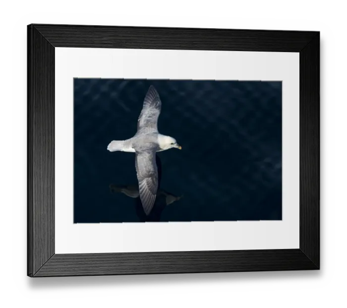 Framed Print : Northern Fulmar -Fulmaris glacialis- in flight, Greenland Framed Print : Northern Fulmar -Fulmaris glacialis- in flight, Greenland