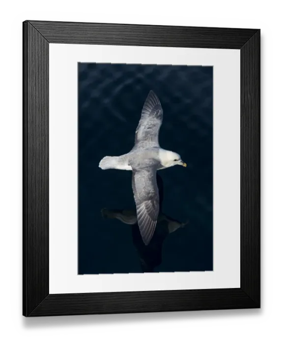 Framed Print : Northern Fulmar -Fulmaris glacialis- in flight, Greenland Framed Print : Northern Fulmar -Fulmaris glacialis- in flight, Greenland