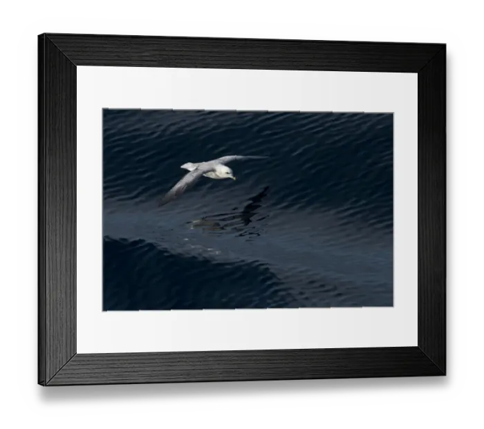 Framed Print : Northern Fulmar -Fulmaris glacialis- in flight between waves, Greenland Framed Print : Northern Fulmar -Fulmaris glacialis- in flight between waves, Greenland