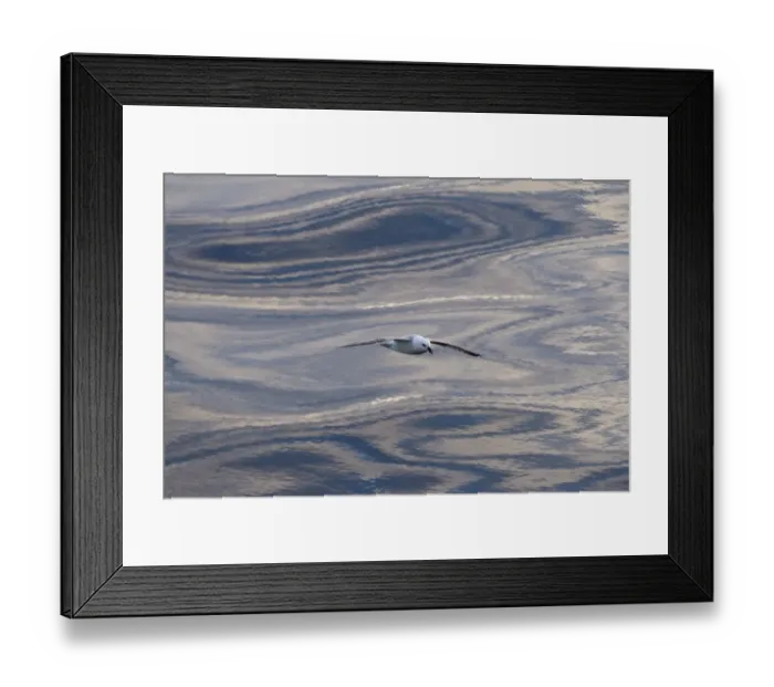 Framed Print : Northern Fulmar -Fulmaris glacialis- in flight, clouds and an evening sky reflected in the sea, Greenland Framed Print : Northern Fulmar -Fulmaris glacialis- in flight, clouds and an evening sky reflected in the sea, Greenland