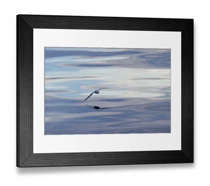 Framed Print : Northern Fulmar -Fulmaris glacialis- in flight, clouds and an evening sky reflected in the sea, Greenland Framed Print : Northern Fulmar -Fulmaris glacialis- in flight, clouds and an evening sky reflected in the sea, Greenland