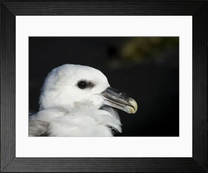 Framed Print : Northern Fulmar -Fulmaris glacialis-, young bird, near Vik i Myrdal, South Coast, Iceland Framed Print : Northern Fulmar -Fulmaris glacialis-, young bird, near Vik i Myrdal, South Coast, Iceland