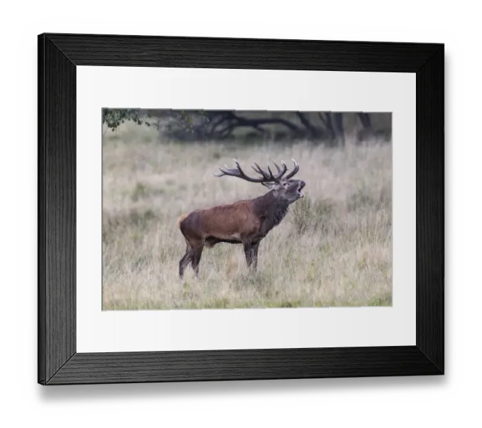 Framed Print : Red Deer -Cervus elaphus-, bugling stag in rut, Copenhagen, Denmark Framed Print : Red Deer -Cervus elaphus-, bugling stag in rut, Copenhagen, Denmark