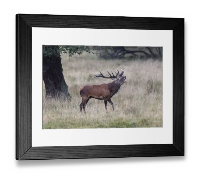 Framed Print : Red Deer -Cervus elaphus-, bugling stag in rut, Copenhagen, Denmark Framed Print : Red Deer -Cervus elaphus-, bugling stag in rut, Copenhagen, Denmark