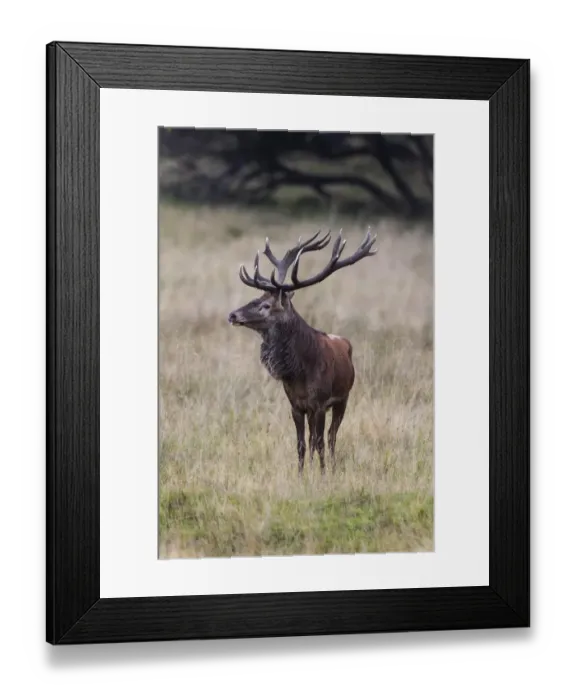 Framed Print : Red Deer -Cervus elaphus-, Copenhagen, Denmark