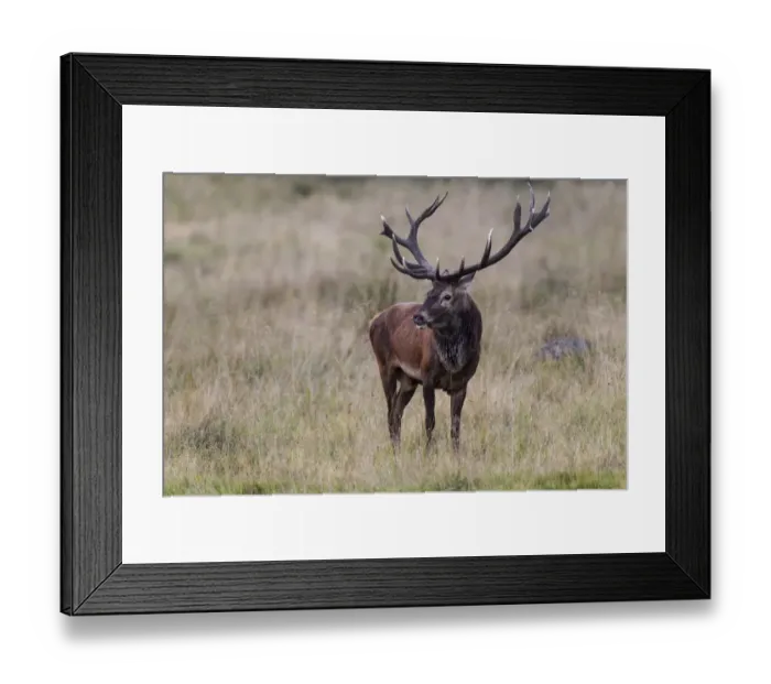 Framed Print : Red Deer -Cervus elaphus-, Copenhagen, Denmark Framed Print : Red Deer -Cervus elaphus-, Copenhagen, Denmark
