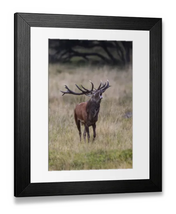 Framed Print : Red Deer -Cervus elaphus-, Copenhagen, Denmark Framed Print : Red Deer -Cervus elaphus-, Copenhagen, Denmark