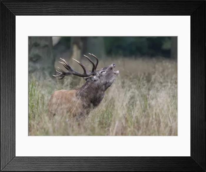 Framed Print : Red Deer -Cervus elaphus-, bugling stag in rut, Copenhagen, Denmark Framed Print : Red Deer -Cervus elaphus-, bugling stag in rut, Copenhagen, Denmark