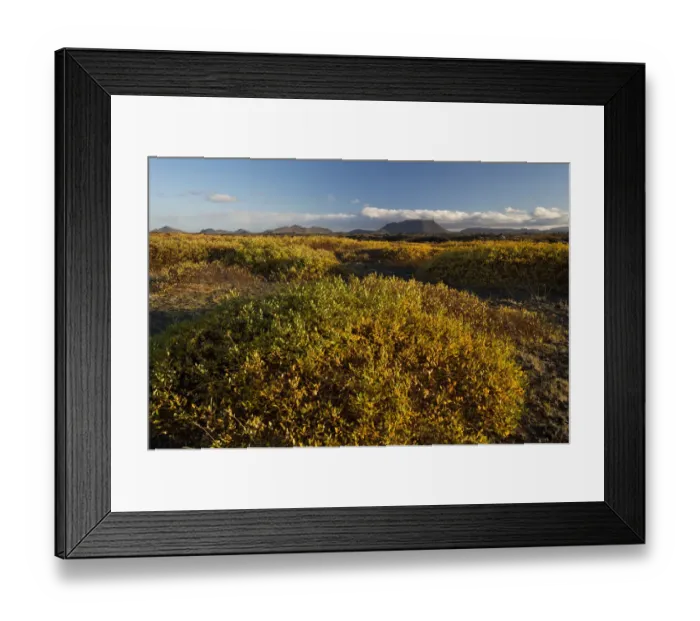 Framed Print : Autumnal foliage, Myvatn area, Northeastern Region, Iceland Framed Print : Autumnal foliage, Myvatn area, Northeastern Region, Iceland