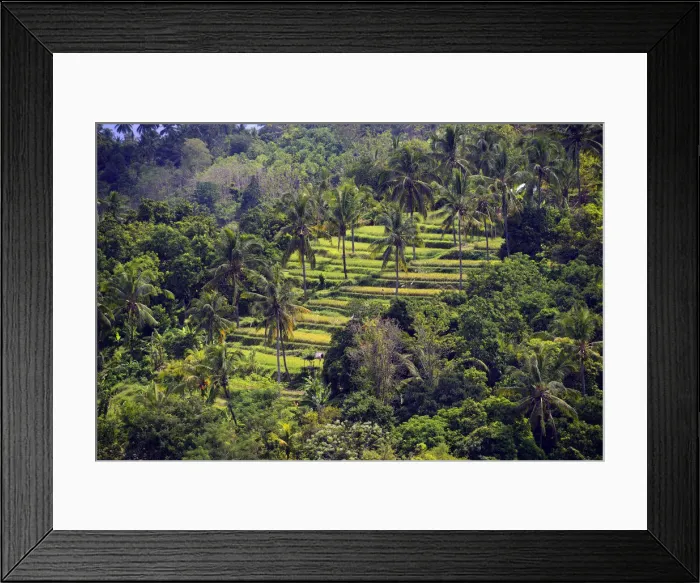 Framed Print : Rice paddies and rice terraces, Munduk, Central Bali, Bali, Indonesia Framed Print : Rice paddies and rice terraces, Munduk, Central Bali, Bali, Indonesia