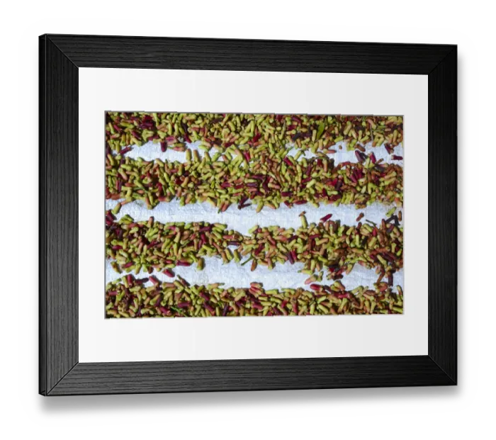 Framed Print : Freshly-harvested cloves -Syzygium aromaticum- laid out to dry, Munduk, Bali, Indonesia Framed Print : Freshly-harvested cloves -Syzygium aromaticum- laid out to dry, Munduk, Bali, Indonesia
