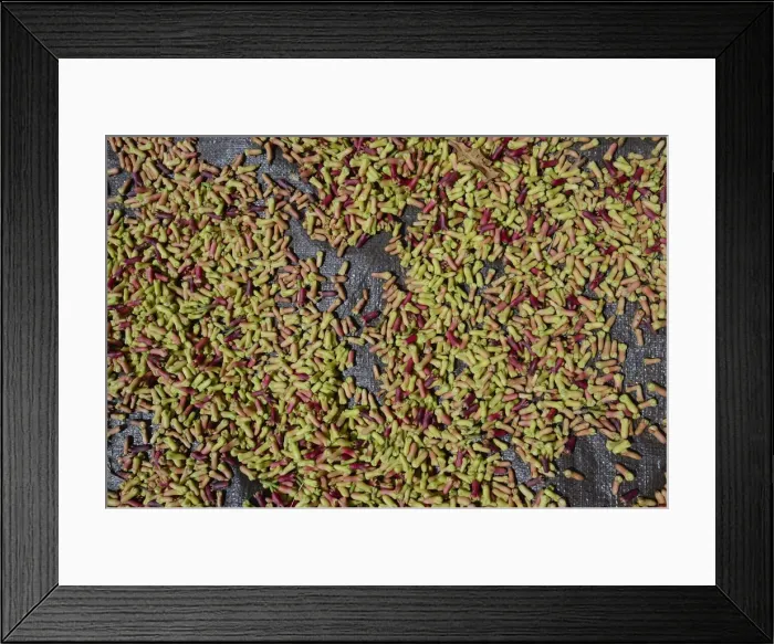 Framed Print : Freshly-harvested cloves -Syzygium aromaticum- laid out to dry, Munduk, Bali, Indonesia Framed Print : Freshly-harvested cloves -Syzygium aromaticum- laid out to dry, Munduk, Bali, Indonesia