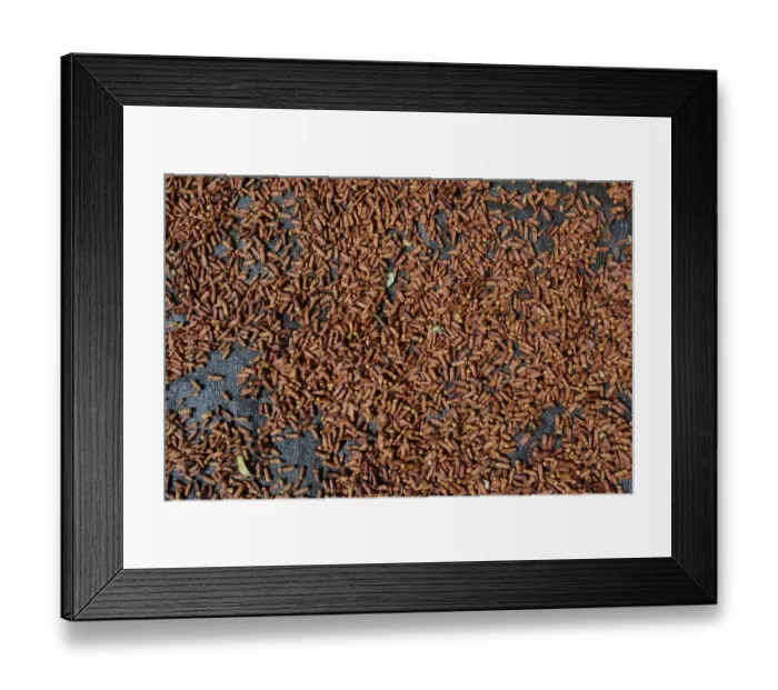 Framed Print : Semi-dried cloves -Syzygium aromaticum-, laid out to dry, Munduk, Bali, Indonesia Framed Print : Semi-dried cloves -Syzygium aromaticum-, laid out to dry, Munduk, Bali, Indonesia
