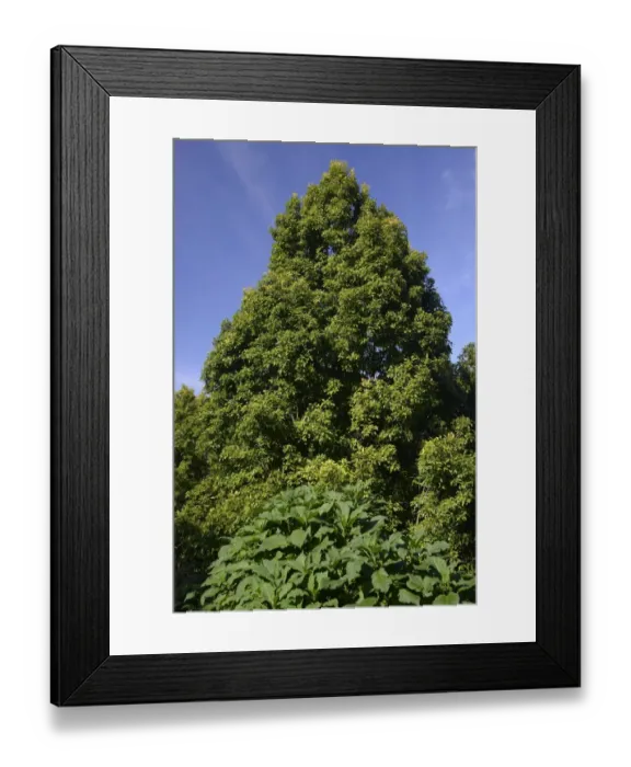 Framed Print : Clove Tree -Syzygium aromaticum-, Bali, Indonesia Framed Print : Clove Tree -Syzygium aromaticum-, Bali, Indonesia