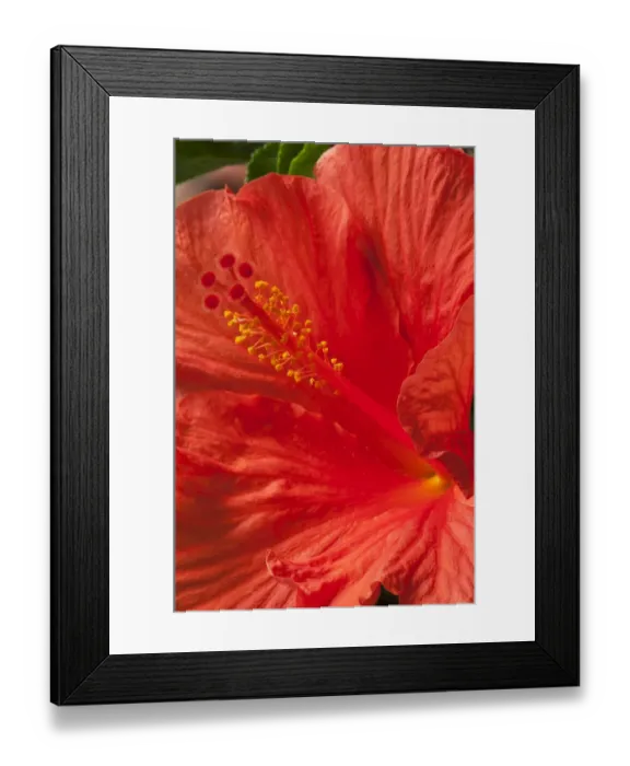 Framed Print : Stamens of a hibiscus flower -Hibiscus-, Bavaria, Germany Framed Print : Stamens of a hibiscus flower -Hibiscus-, Bavaria, Germany