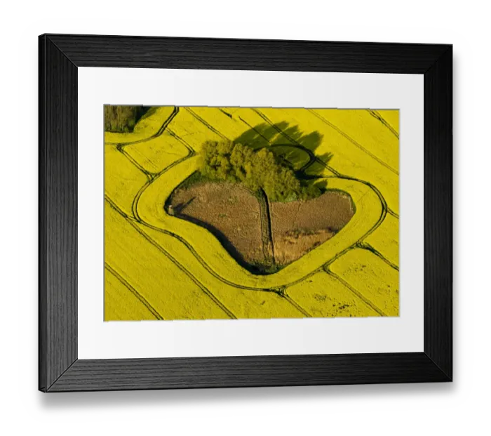 Framed Print : Aerial view, rape field, copse in a field, near Gustrow, Gutow, Mecklenburg-Western Pomerania, Germany Framed Print : Aerial view, rape field, copse in a field, near Gustrow, Gutow, Mecklenburg-Western Pomerania, Germany