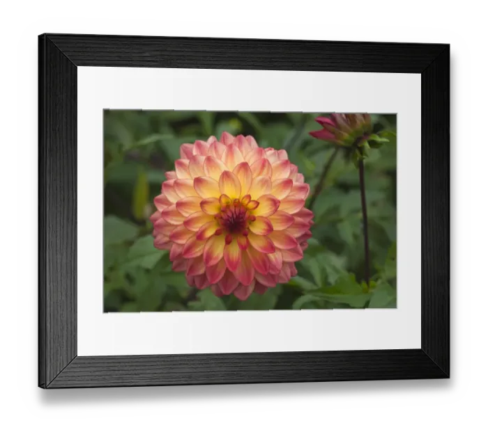 Framed Print : Flower of a Dahlia -Dahlia- Framed Print : Flower of a Dahlia -Dahlia-