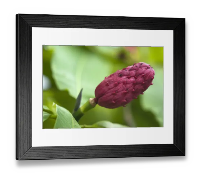 Framed Print : Seed head of a Japanese magnolia -Magnolia japonica- Framed Print : Seed head of a Japanese magnolia -Magnolia japonica-