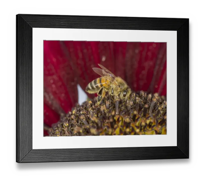 Framed Print : European Honey Bee -Apis mellifera- on a red Sunflower -Helianthus- Framed Print : European Honey Bee -Apis mellifera- on a red Sunflower -Helianthus-