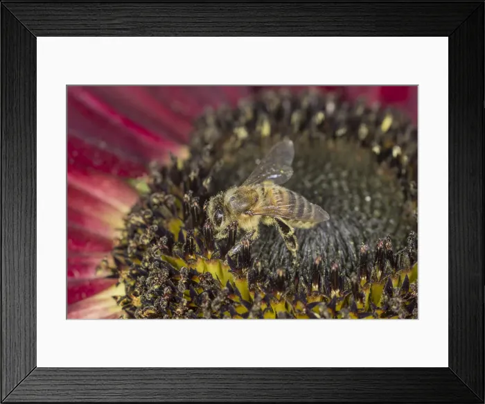 Framed Print : European Honey Bee -Apis mellifera- on a red Sunflower -Helianthus-