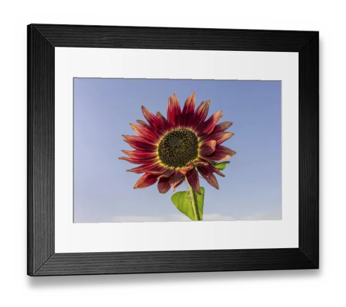 Framed Print : Red Sunflower -Helianthus annuus- Framed Print : Red Sunflower -Helianthus annuus-