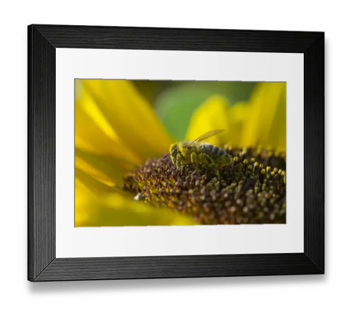 Framed Print : European Honey Bee -Apis mellifera- on a Sunflower -Helianthus-