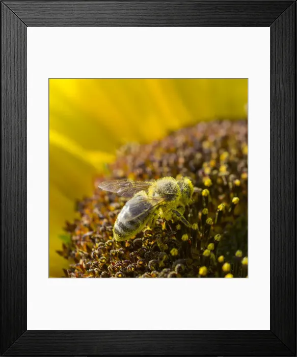 Framed Print : European Honey Bee -Apis mellifera- on a Sunflower -Helianthus- Framed Print : European Honey Bee -Apis mellifera- on a Sunflower -Helianthus-