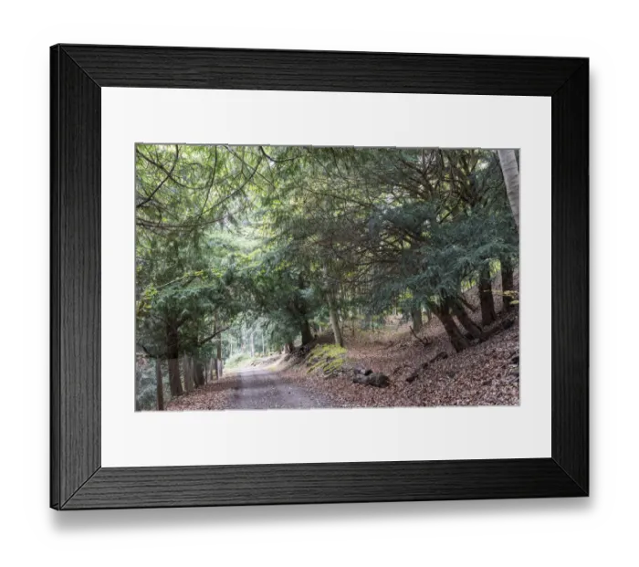 Framed Print : Ibengarten nature reserve, Common yew -Taxus baccata-, Biosphere Reserve Rhon, Dermbach, Thuringia, Germany