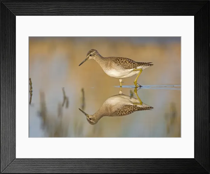 Framed Print : Wood Sandpiper -Tringa glareola-, foraging, reflections, Middle Elbe nature reserve, Saxony-Anhalt, Germany Framed Print : Wood Sandpiper -Tringa glareola-, foraging, reflections, Middle Elbe nature reserve, Saxony-Anhalt, Germany