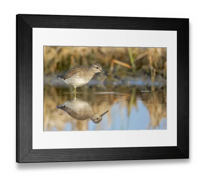 Framed Print : Wood Sandpiper -Tringa glareola-, foraging, Middle Elbe nature reserve, Saxony-Anhalt, Germany Framed Print : Wood Sandpiper -Tringa glareola-, foraging, Middle Elbe nature reserve, Saxony-Anhalt, Germany
