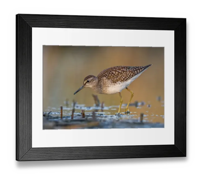 Framed Print : Wood Sandpiper -Tringa glareola-, foraging, Middle Elbe nature reserve, Saxony-Anhalt, Germany Framed Print : Wood Sandpiper -Tringa glareola-, foraging, Middle Elbe nature reserve, Saxony-Anhalt, Germany