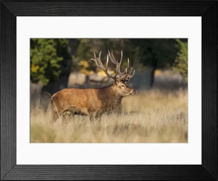 Framed Print : Red Deer -Cervus elaphus-, stag, Klampenborg, Copenhagen, Denmark Framed Print : Red Deer -Cervus elaphus-, stag, Klampenborg, Copenhagen, Denmark