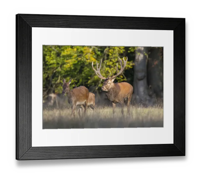 Framed Print : Red Deer -Cervus elaphus-, stag walking behind hind, Copenhagen, Denmark Framed Print : Red Deer -Cervus elaphus-, stag walking behind hind, Copenhagen, Denmark