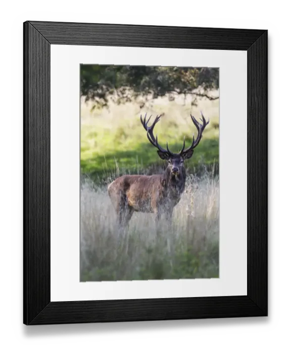 Framed Print : Red Deer -Cervus elaphus-, stag, Copenhagen, Denmark Framed Print : Red Deer -Cervus elaphus-, stag, Copenhagen, Denmark