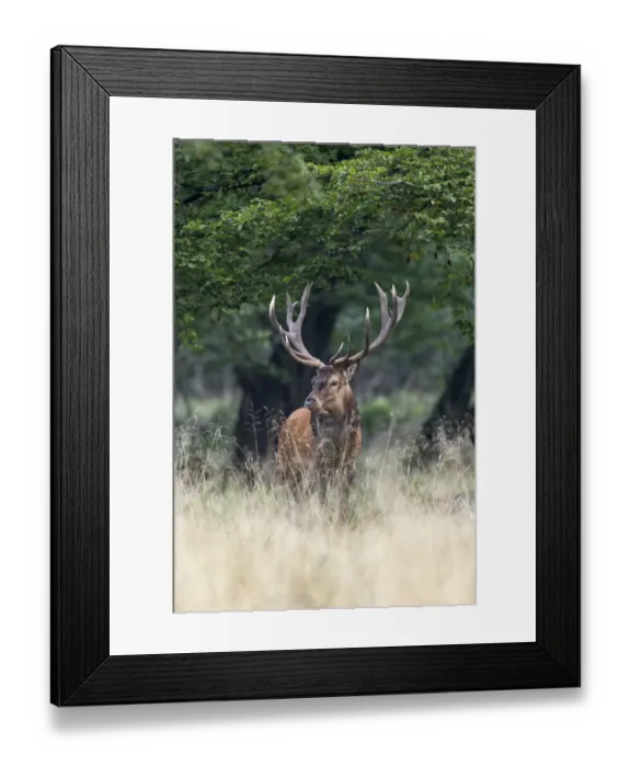 Framed Print : Red Deer -Cervus elaphus-, stag, Copenhagen, Denmark Framed Print : Red Deer -Cervus elaphus-, stag, Copenhagen, Denmark