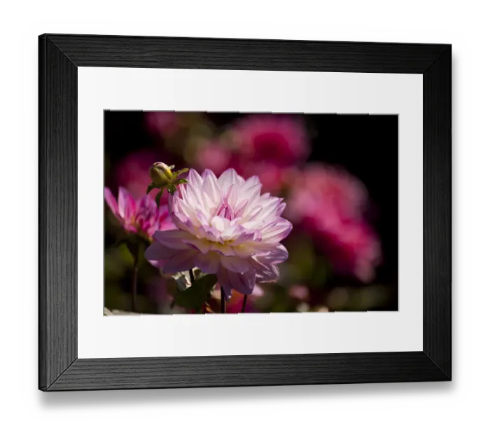 Framed Print : Dahlia, flower, Germany Framed Print : Dahlia, flower, Germany