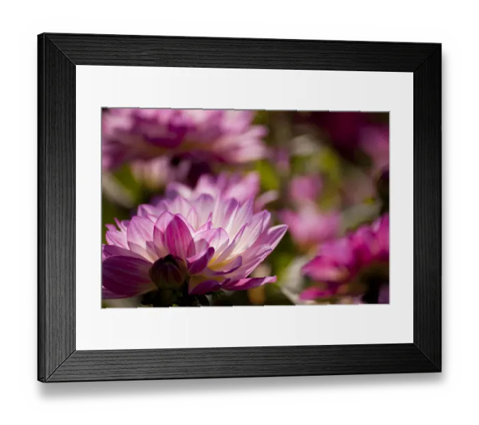 Framed Print : Dahlia, flower, Germany Framed Print : Dahlia, flower, Germany