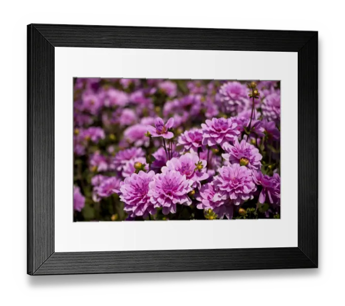 Framed Print : Dahlia flowers, Germany Framed Print : Dahlia flowers, Germany