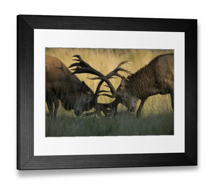 Framed Print : Red Deer -Cervus elaphus-, stags fighting, Copenhagen, Denmark Framed Print : Red Deer -Cervus elaphus-, stags fighting, Copenhagen, Denmark