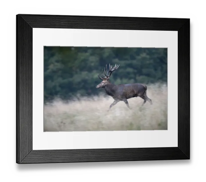 Framed Print : Red Deer -Cervus elaphus-, Copenhagen, Denmark Framed Print : Red Deer -Cervus elaphus-, Copenhagen, Denmark