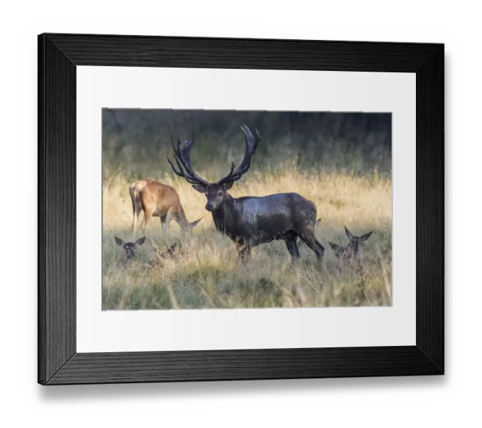 Framed Print : Red Deer -Cervus elaphus-, stag and hinds, Copenhagen, Denmark Framed Print : Red Deer -Cervus elaphus-, stag and hinds, Copenhagen, Denmark