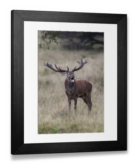 Framed Print : Red Deer -Cervus elaphus-, bellowing stag, Klampenborg, Copenhagen, Denmark Framed Print : Red Deer -Cervus elaphus-, bellowing stag, Klampenborg, Copenhagen, Denmark