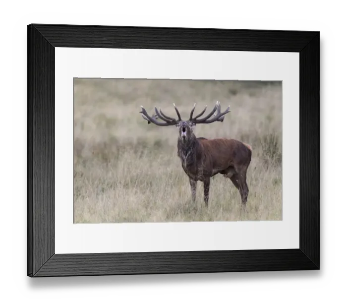 Framed Print : Red Deer -Cervus elaphus-, bellowing stag, Klampenborg, Copenhagen, Denmark