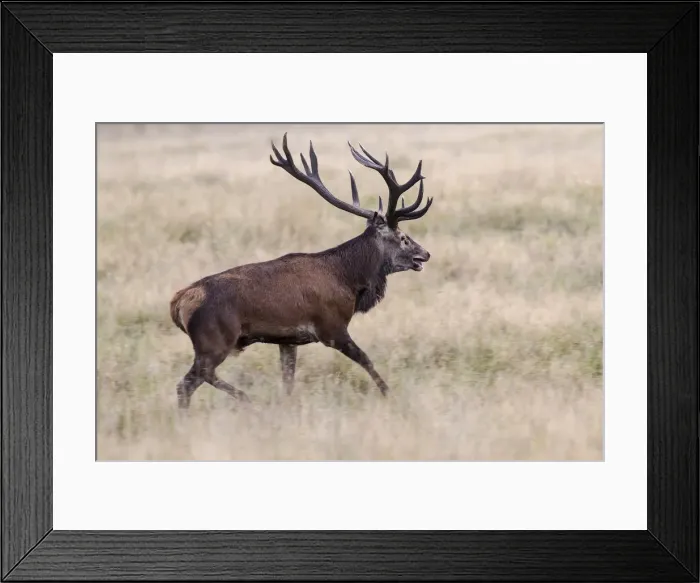 Framed Print : Red Deer -Cervus elaphus-, stag, Klampenborg, Copenhagen, Denmark Framed Print : Red Deer -Cervus elaphus-, stag, Klampenborg, Copenhagen, Denmark