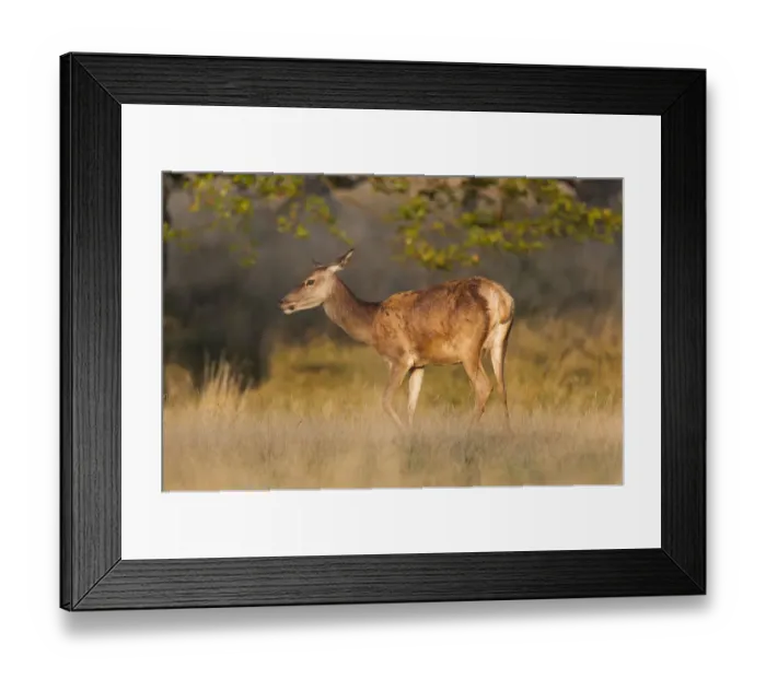 Framed Print : Red Deer -Cervus elaphus-, hind, Klampenborg, Copenhagen, Denmark Framed Print : Red Deer -Cervus elaphus-, hind, Klampenborg, Copenhagen, Denmark