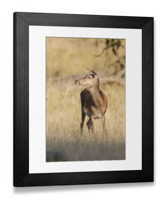 Framed Print : Red Deer -Cervus elaphus-, hind, Klampenborg, Copenhagen, Denmark Framed Print : Red Deer -Cervus elaphus-, hind, Klampenborg, Copenhagen, Denmark