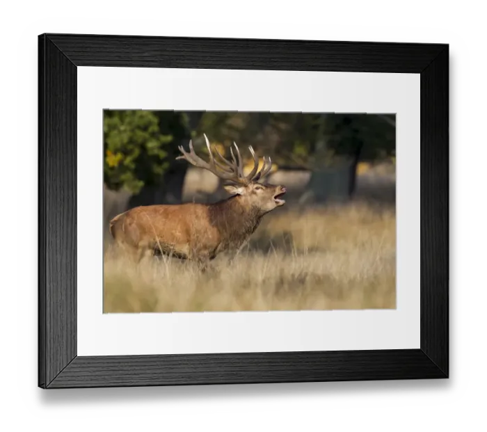 Framed Print : Red Deer -Cervus elaphus-, stag, Klampenborg, Copenhagen, Denmark Framed Print : Red Deer -Cervus elaphus-, stag, Klampenborg, Copenhagen, Denmark