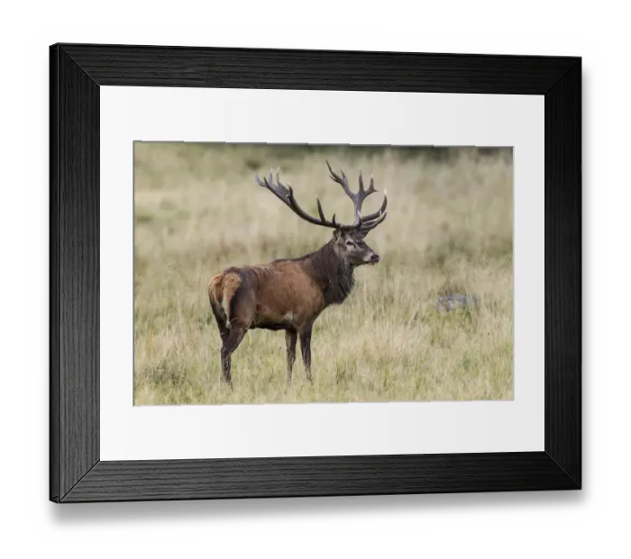 Framed Print : Red Deer -Cervus elaphus-, stag, Copenhagen, Denmark Framed Print : Red Deer -Cervus elaphus-, stag, Copenhagen, Denmark