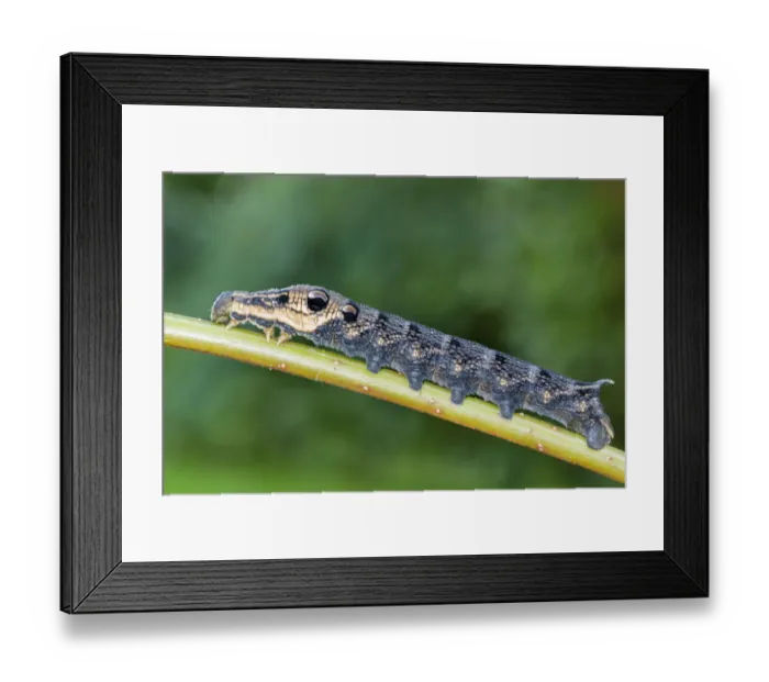 Framed Print : Elephant Hawk-moth -Deilephila elpenor-, caterpillar, Natters, Tyrol, Austria Framed Print : Elephant Hawk-moth -Deilephila elpenor-, caterpillar, Natters, Tyrol, Austria